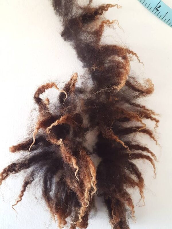 Raw Soay Sheep Fleece / 100g Chocolate Fleece / Rare Breed / Spinning / Felting / Wool / Raw Wool / Raw Fleece / Natural Fiber / Brown Locks