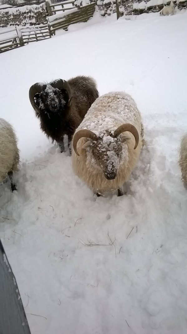 Boreray Sheep Fleece / 100g Fleece / Endangered / British Rare Breed / Spinning / Felting / Raw Wool / Honey Coloured Fleece