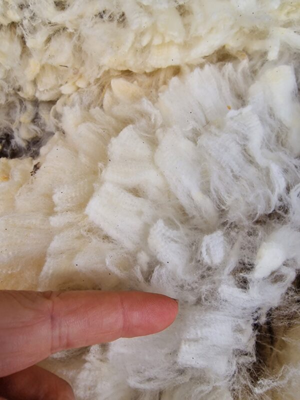 British Merino Bowmont / 500g Fleece / Endangered / British Rare Breed / Spinning / Felting / Raw Wool / Luxury Fleece / Fine Wool