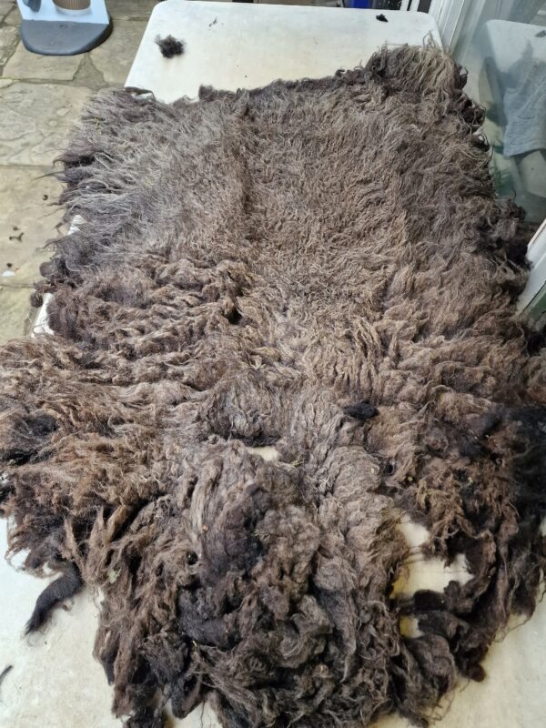 Whole Part Felted Hebridean Sheep Fleece / Whole Fleece / Cruelty Free Rug / Vegan Sheepskin DIY / Felting / 1000g / Beatrice