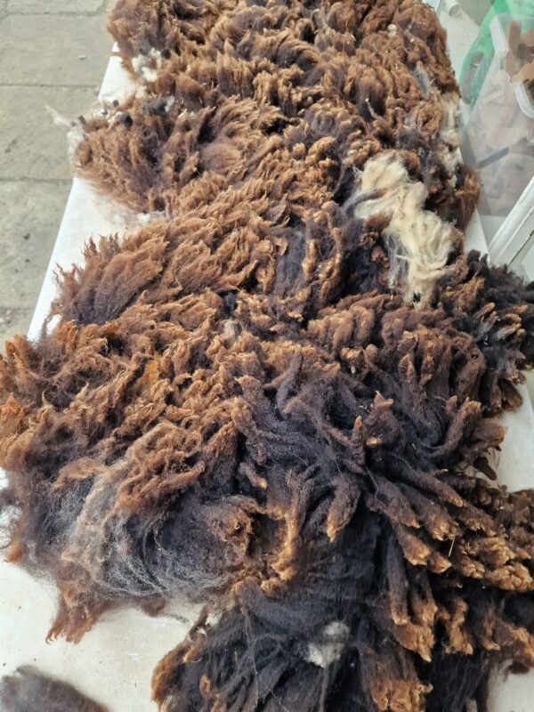 Whole Pedigree Dutch Spotted Sheep Fleece / Whole Fleece / Cruelty Free Rug / Vegan Sheepskin DIY / Felting / 800g / Darcy