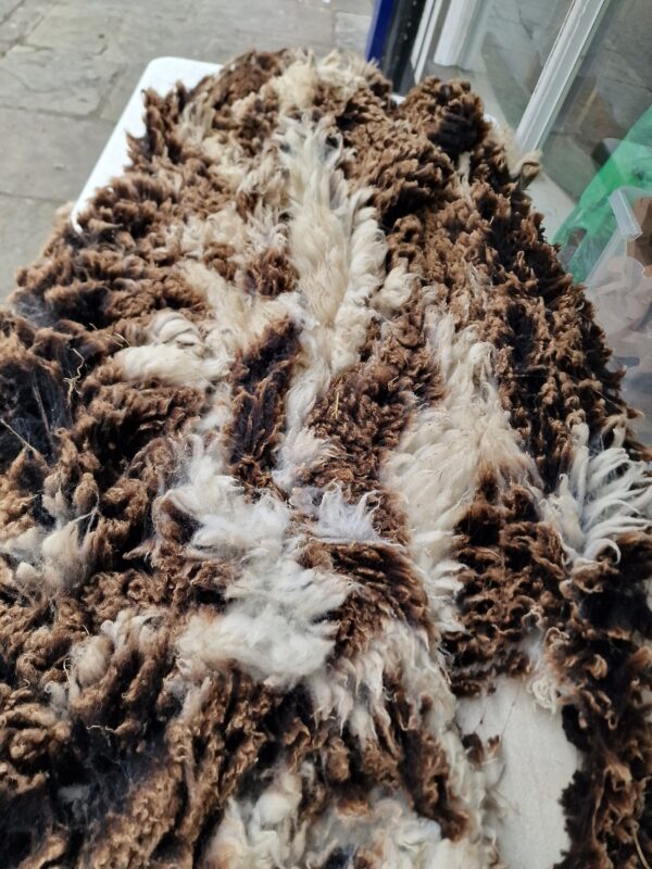 Whole Pedigree Dutch Spotted Sheep Fleece / Whole Fleece / Cruelty Free Rug / Vegan Sheepskin DIY / Felting / 800g / Cloudburst