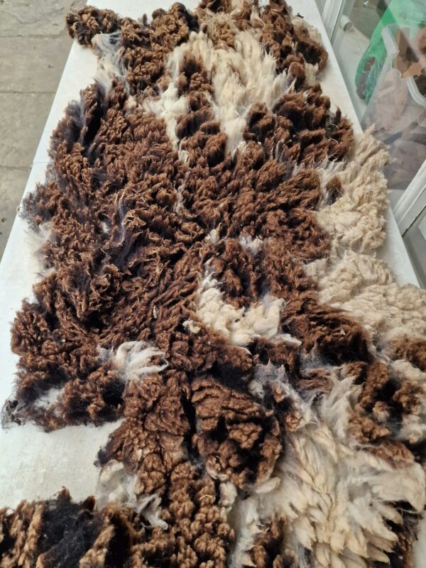 Whole Pedigree Dutch Spotted Sheep Fleece / Whole Fleece / Cruelty Free Rug / Vegan Sheepskin DIY / Felting / 800g / Starry