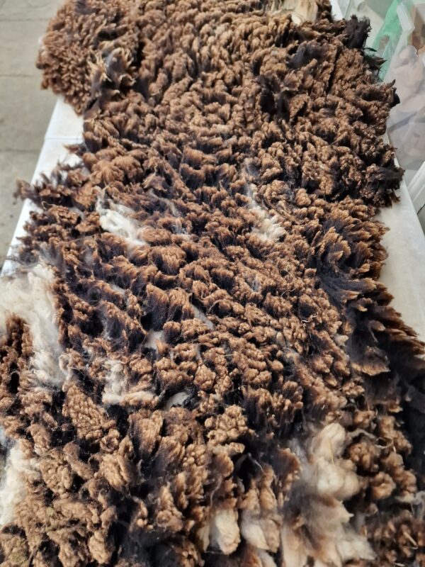 Whole Pedigree Dutch Spotted Sheep Fleece / Whole Fleece / Cruelty Free Rug / Vegan Sheepskin DIY / Felting / 800g / Comet