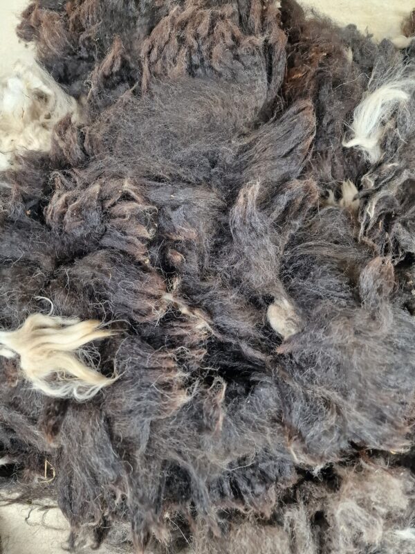 Black and white Alpaca Fleece / Alpaca Fibre / Spinning / Felting / 600g / Cruelty Free / Juniper