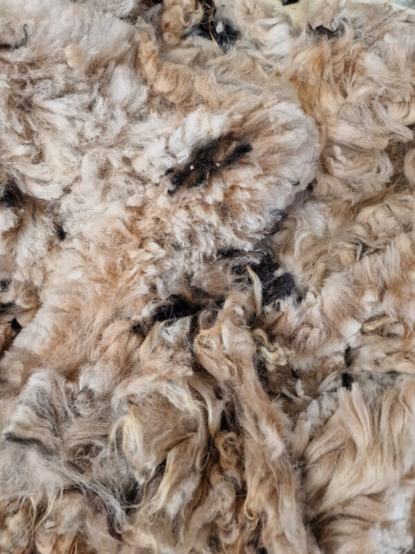 Alpaca Fleece Shorter staple / White / Fawn Alpaca / Alpaca / 800g / Whole Alpaca / Felting / Crafts / Vine Leaf