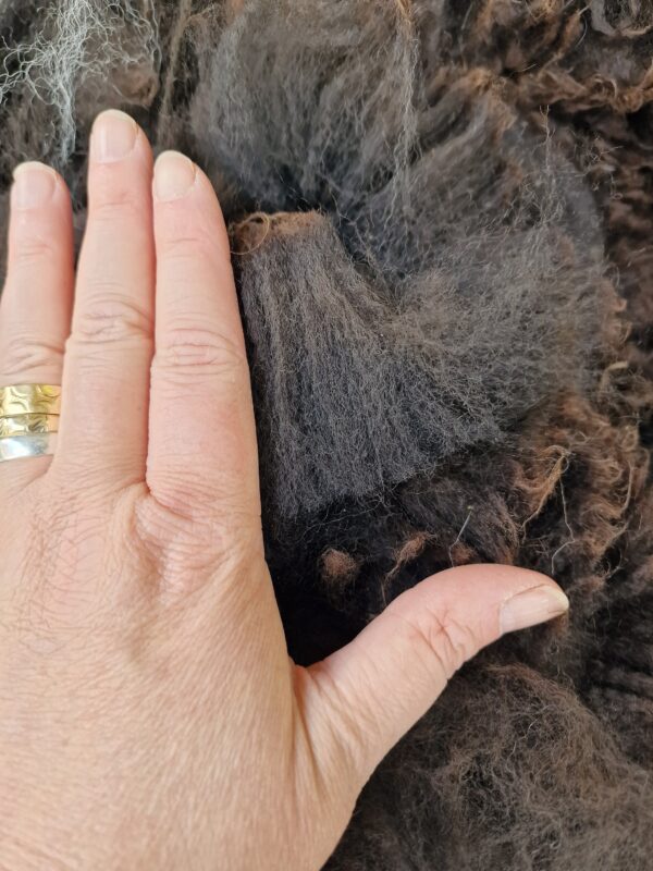 Alpaca Fleece Shorter Fiber / Black White / Alpaca / 800g / Whole Alpaca / Felting / Crafts / Monte Cristo